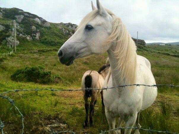 Kylemore House Boutique Apartments - Connemara Suite Esterno foto